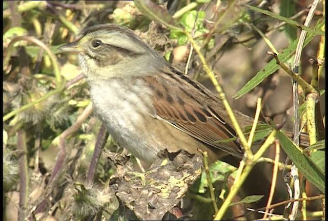 Swamp Sparrow - ML451781
