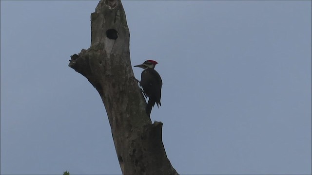 Pileated Woodpecker - ML451784221