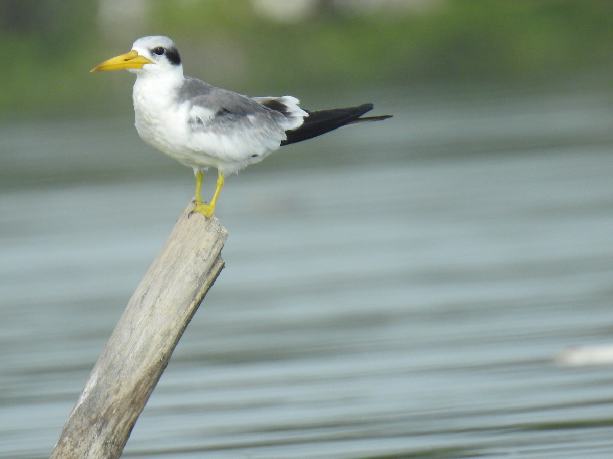 Large-billed Tern - Leandro Niebles Puello