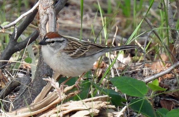 Chipping Sparrow - ML451787581