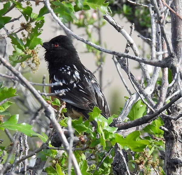 Spotted Towhee - ML451787801