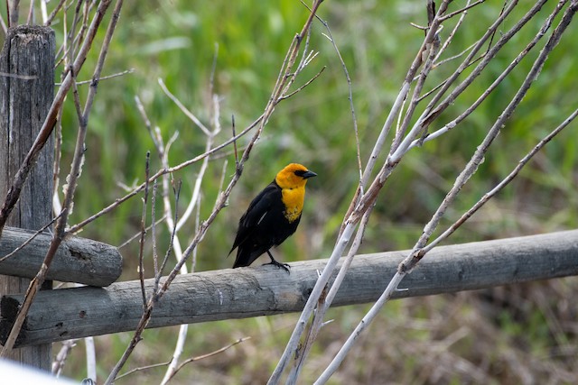 Yellow-headed Blackbird at Old Richter Pass Road & Kruger Mtn. Road by Chris McDonald