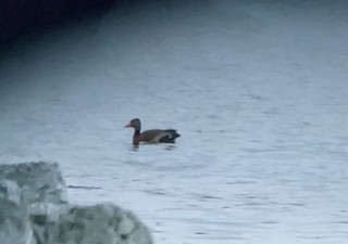Black-bellied Whistling-Duck, ML451789891