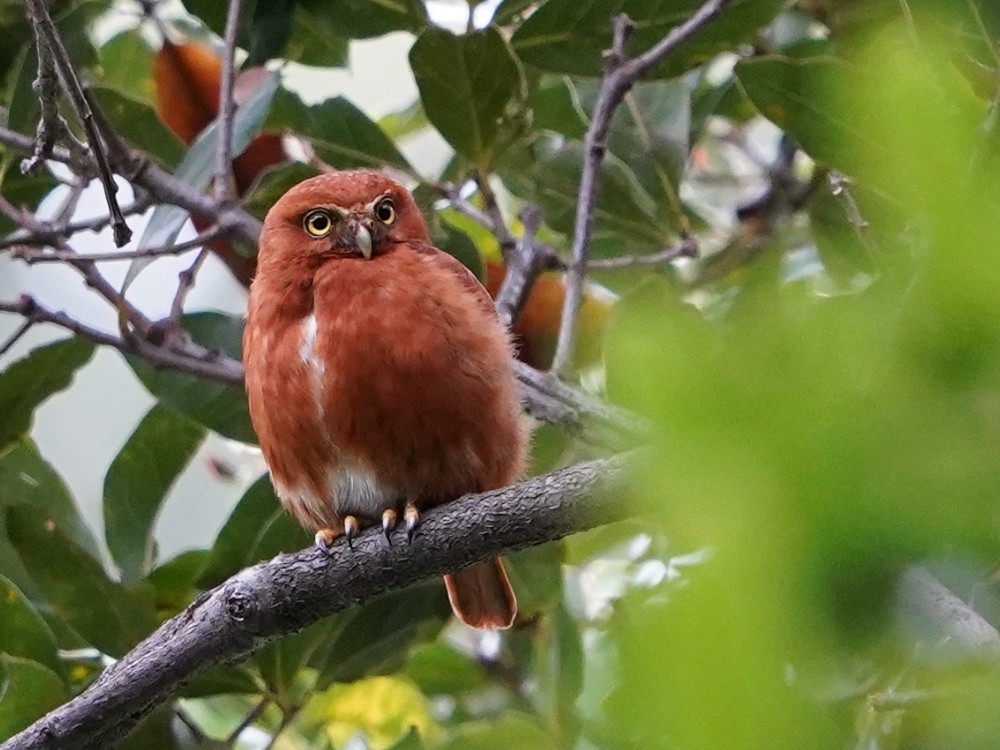 Costa Rican Pygmy-Owl - ML451794551