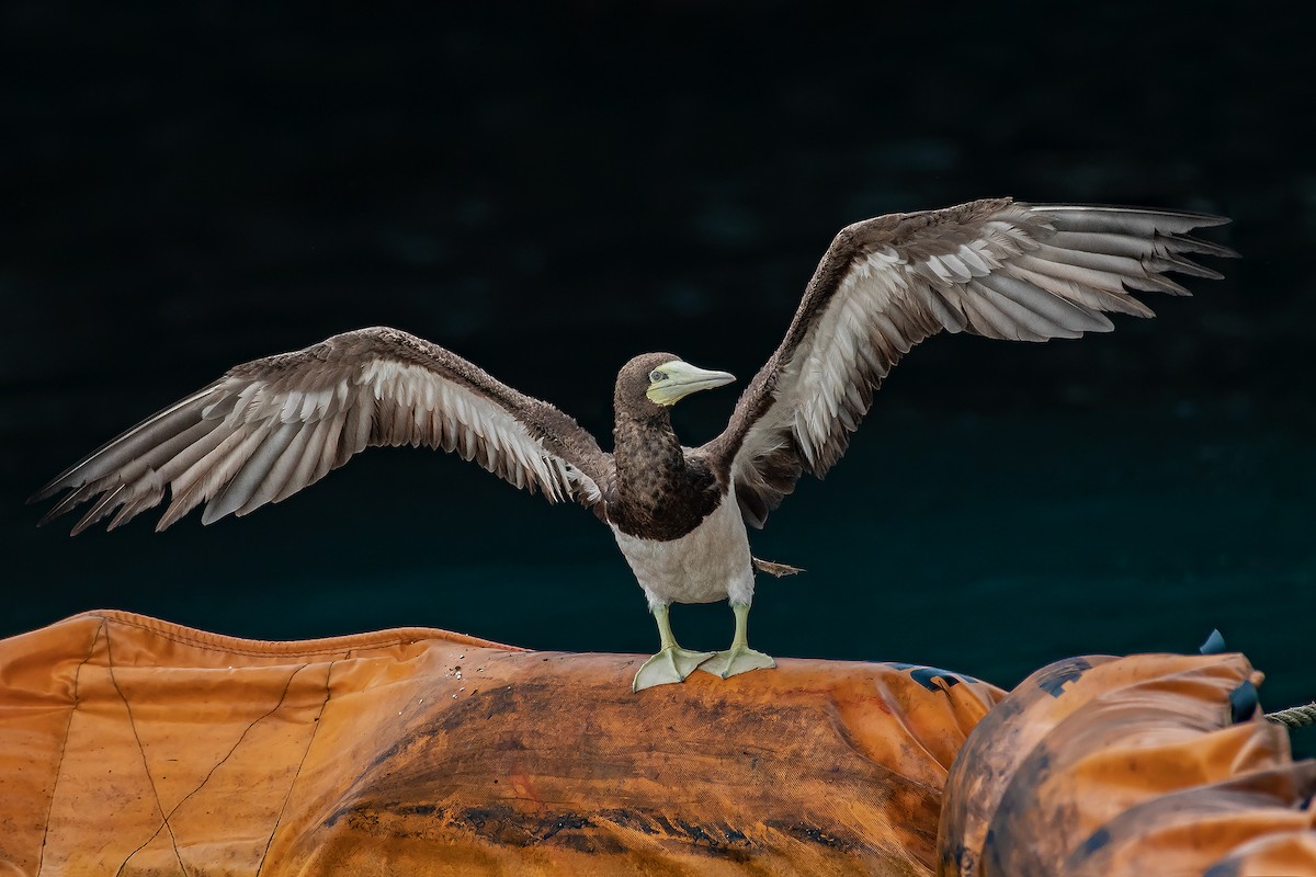 Brown Booby - ML451797391