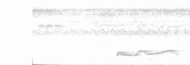 Belizenachtschwalbe - ML451801191