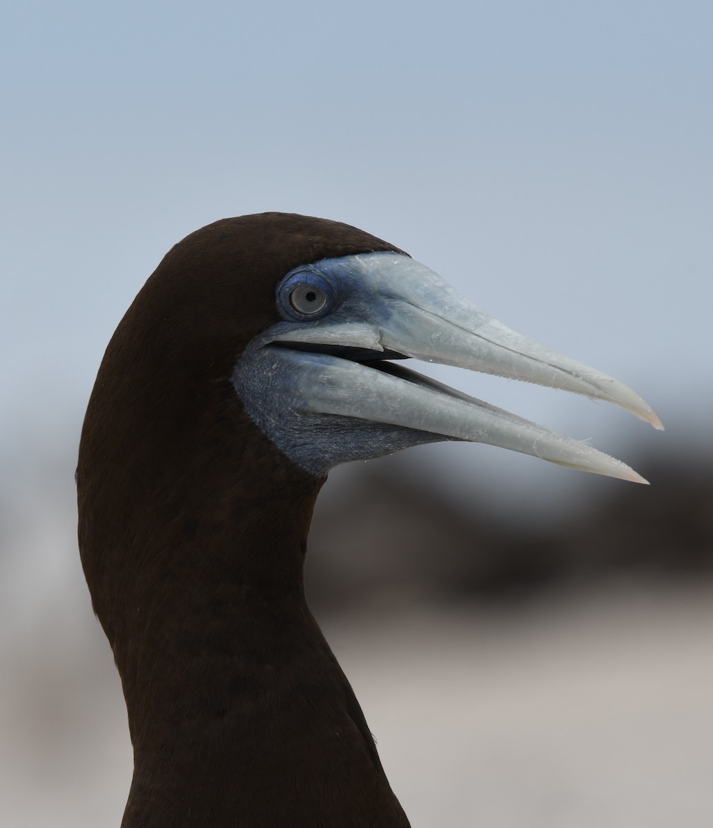 Brown Booby - Terence Alexander