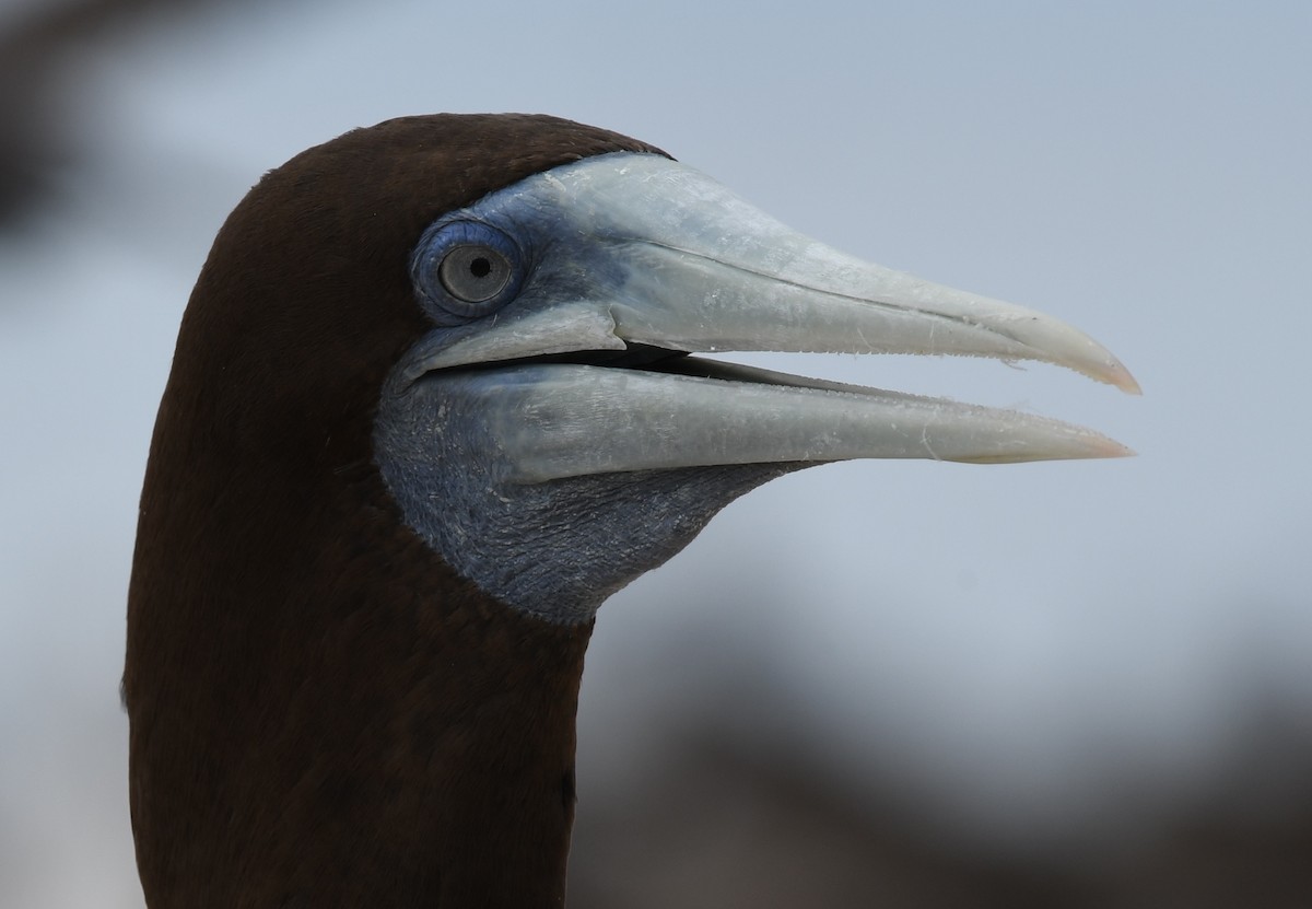 Brown Booby - ML45180201