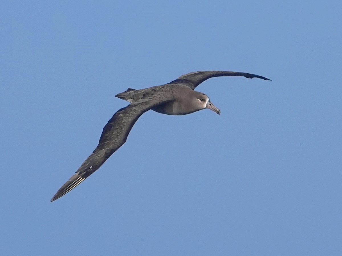 Black-footed Albatross - ML451802421