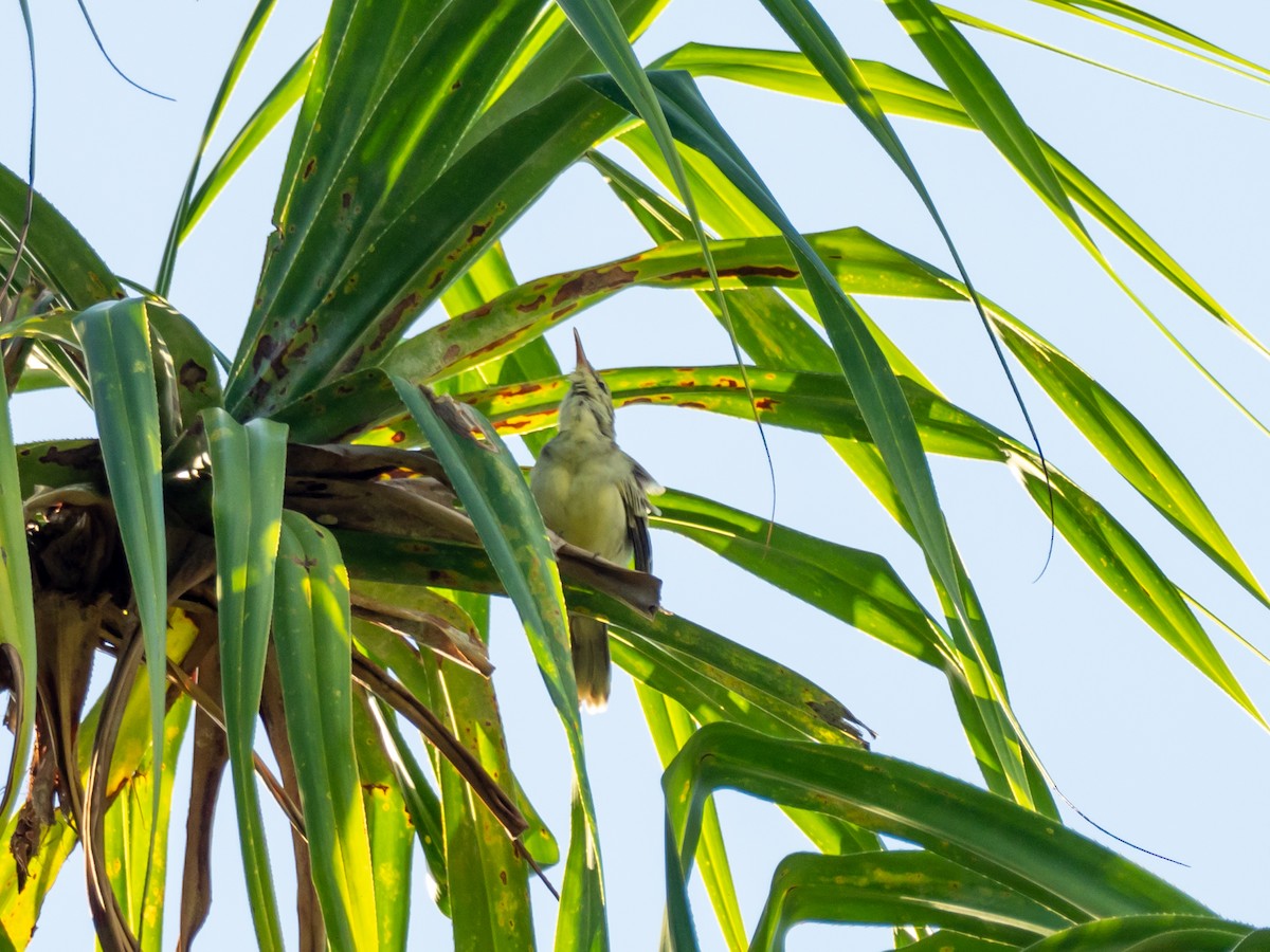 Southern Marquesan Reed Warbler - Mike Greenfelder