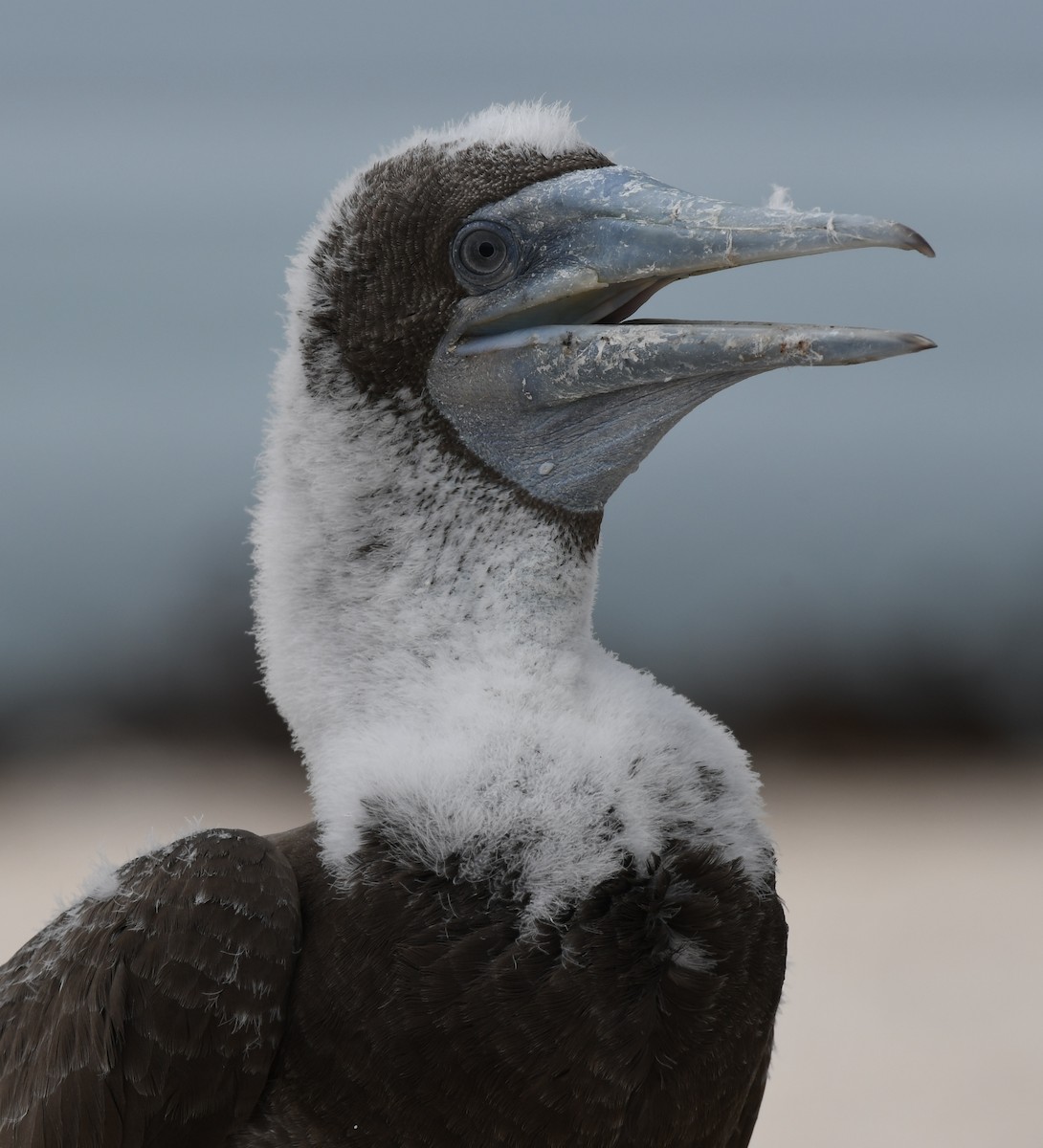 Brown Booby - ML45180321