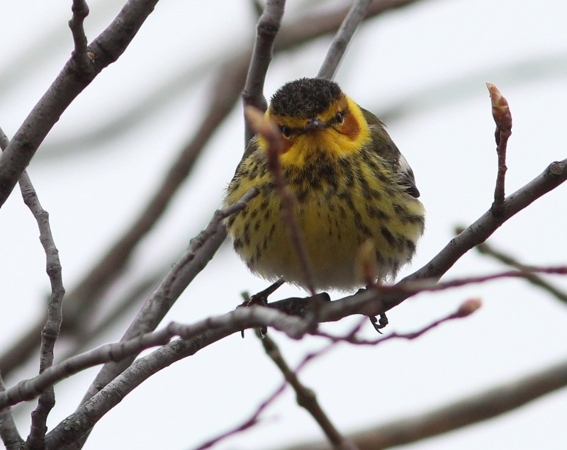 Cape May Warbler - ML45180421