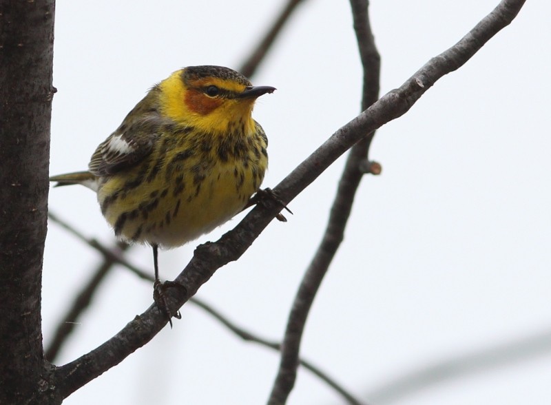 Cape May Warbler - ML45180431