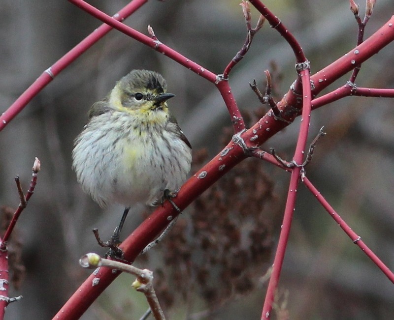 Cape May Warbler - ML45180441
