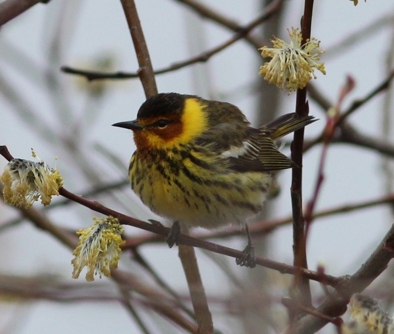 Cape May Warbler - ML45180451