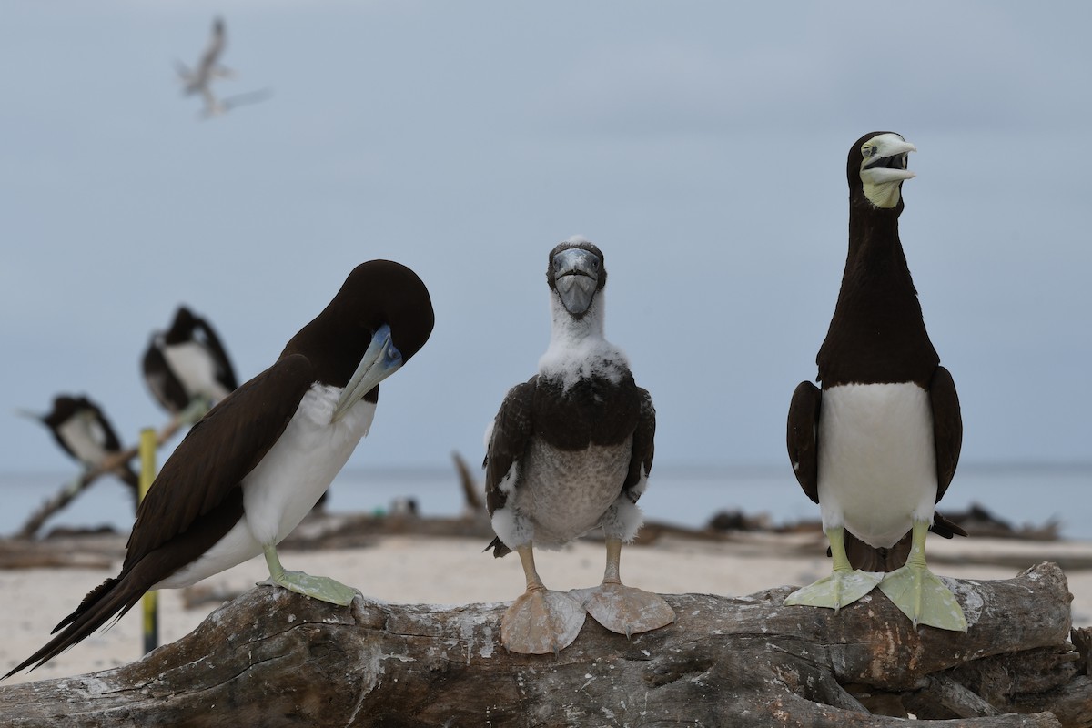 Brown Booby - ML45180481