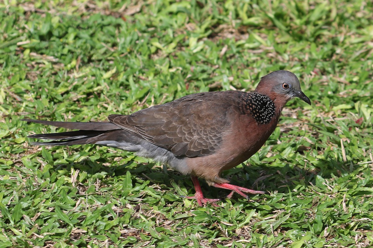 Spotted Dove - ML451805491
