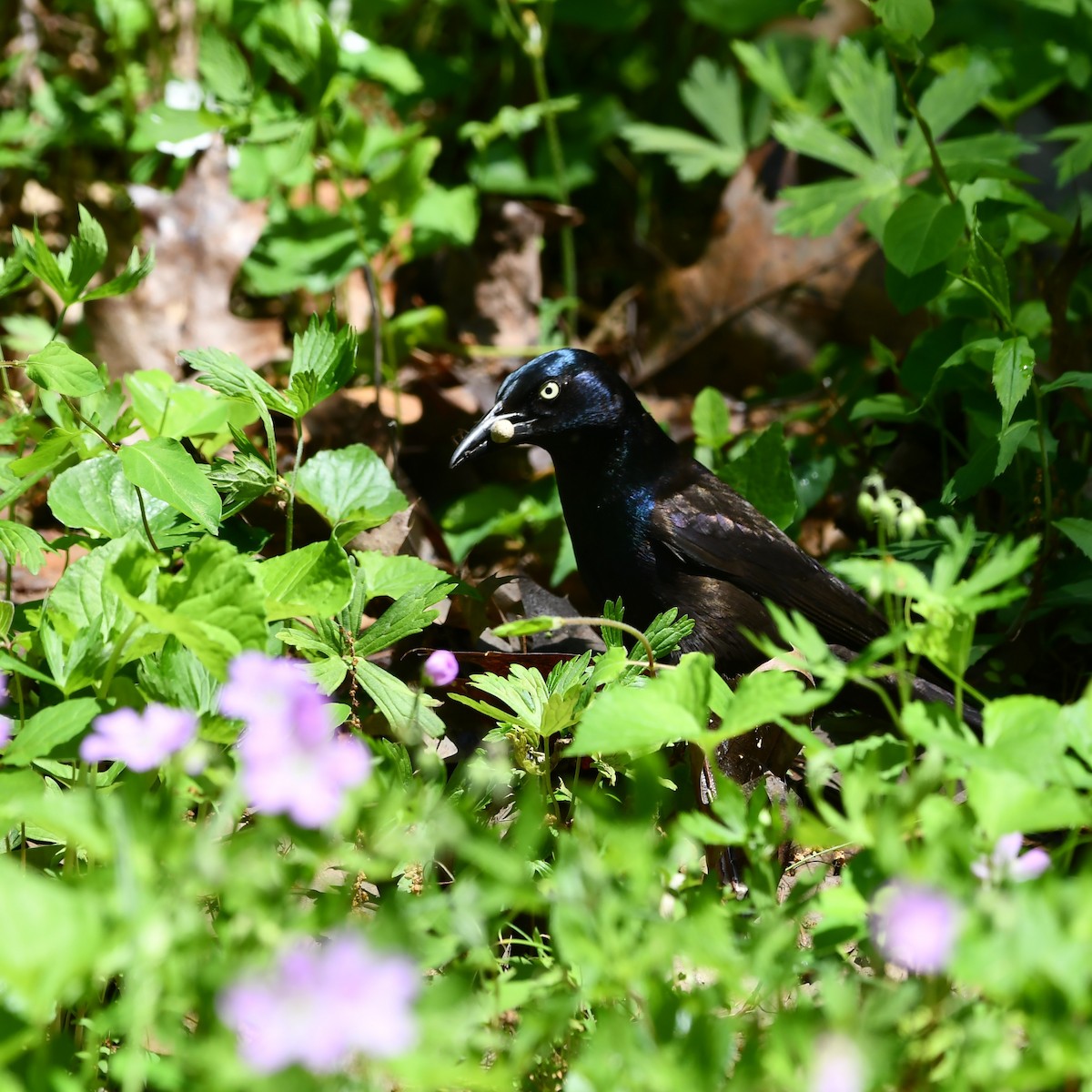 Common Grackle - Kevin Kelly