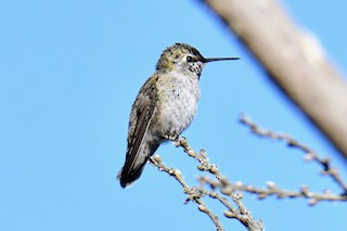 Anna's Hummingbird, ML451818361