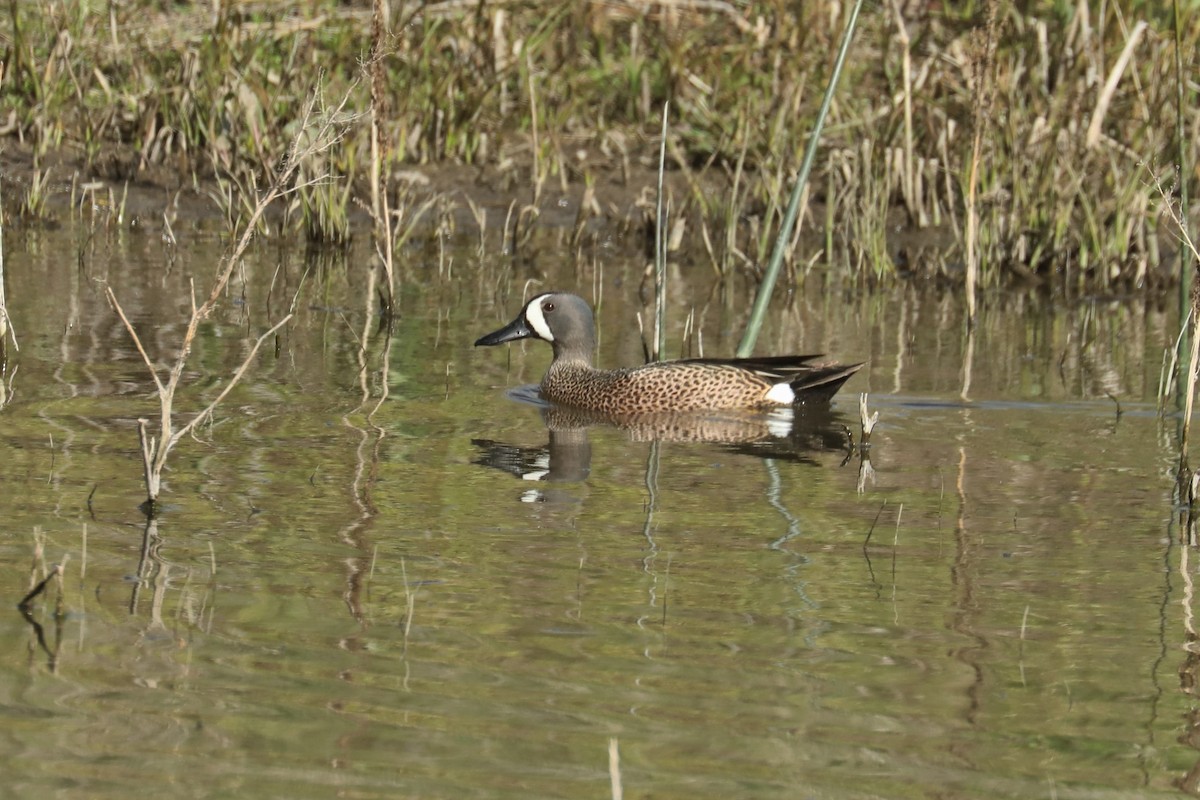 Blue-winged Teal - ML451823961
