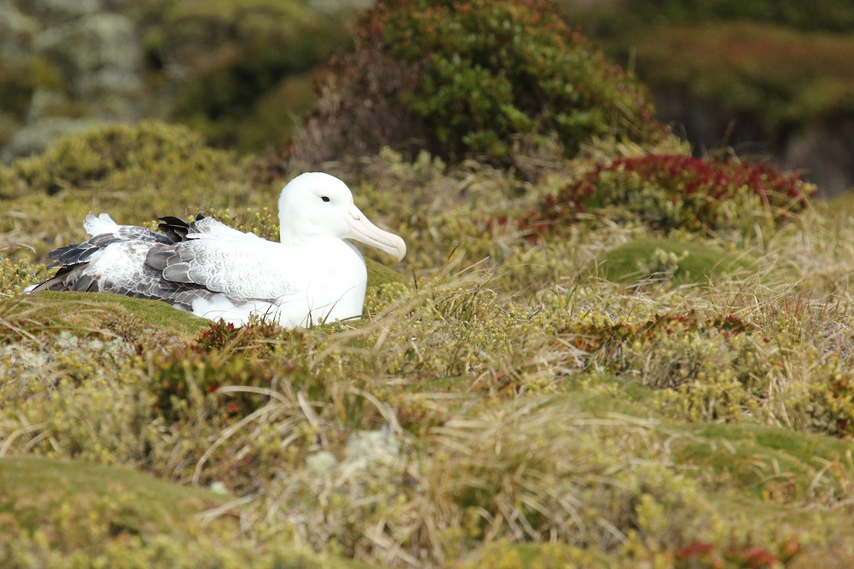 albatros Sanfordův/královský - ML45182911