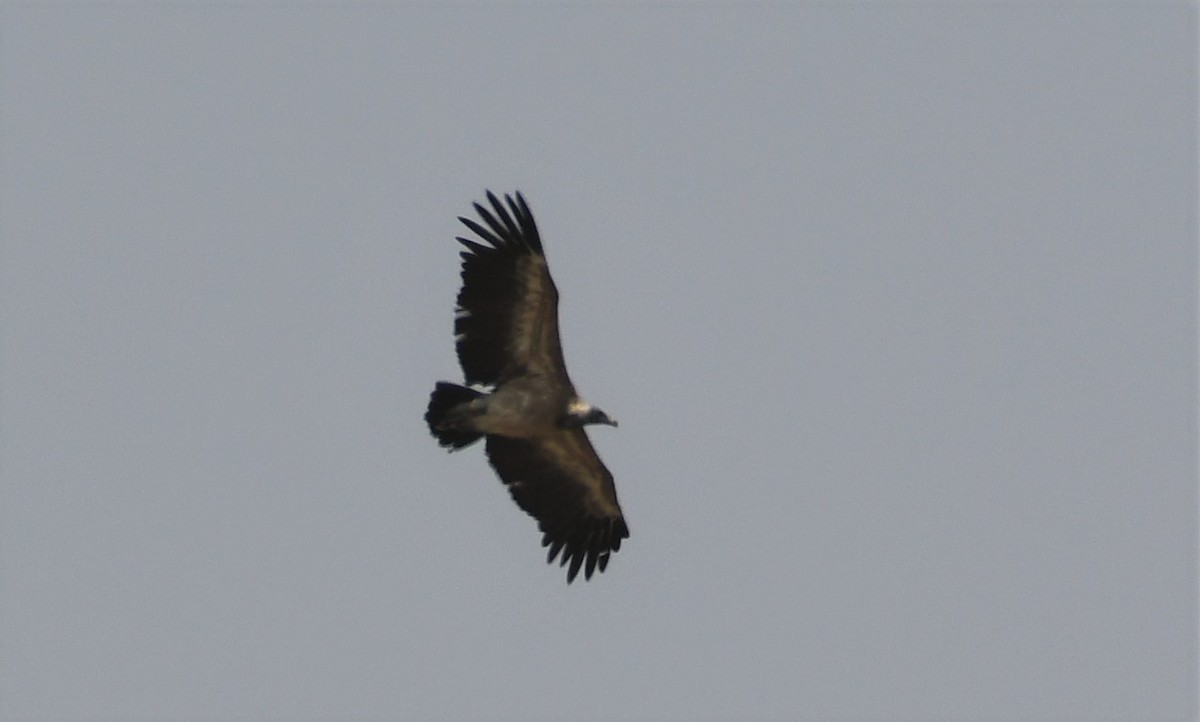 Indian Vulture - Anil tripathi