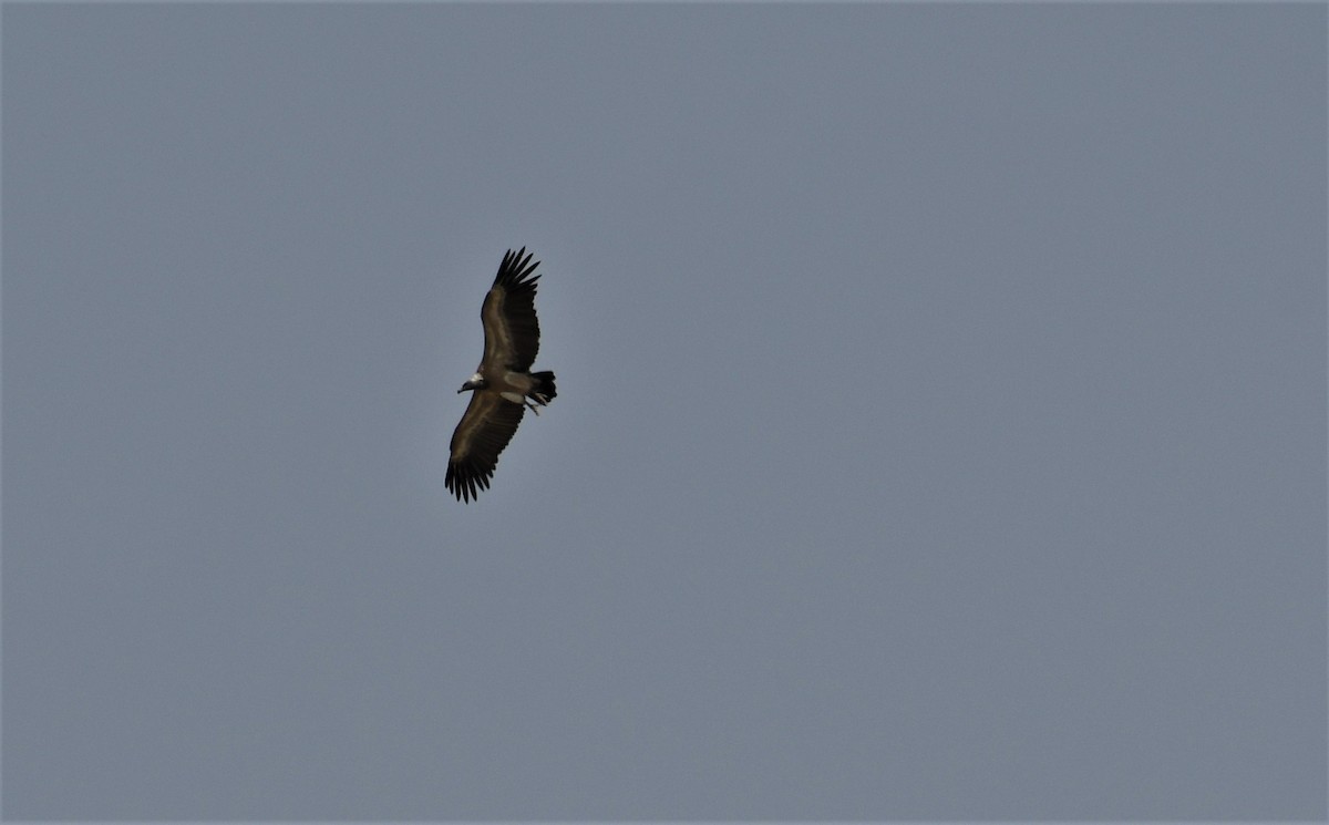 Indian Vulture - ML451833221