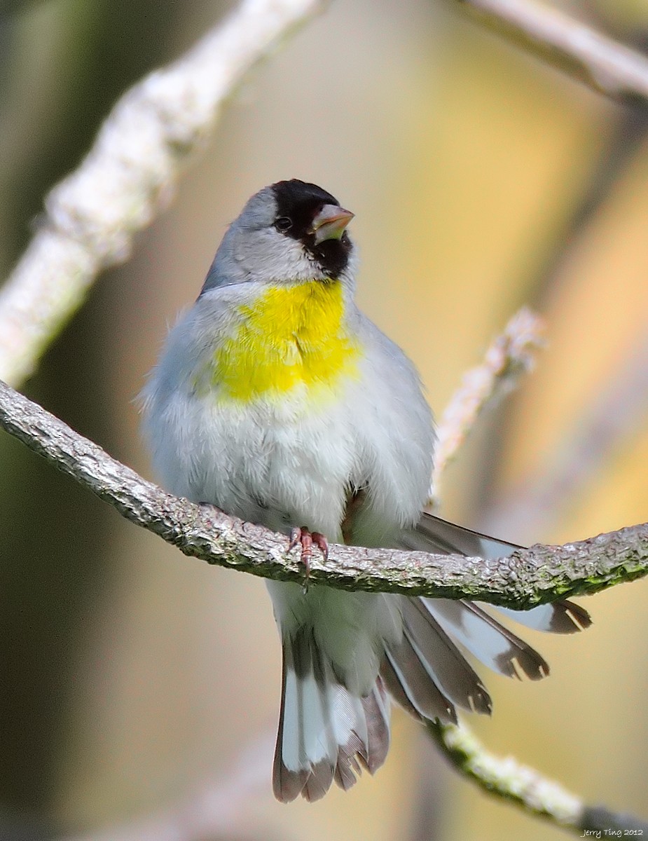 Lawrence's Goldfinch - Jerry Ting