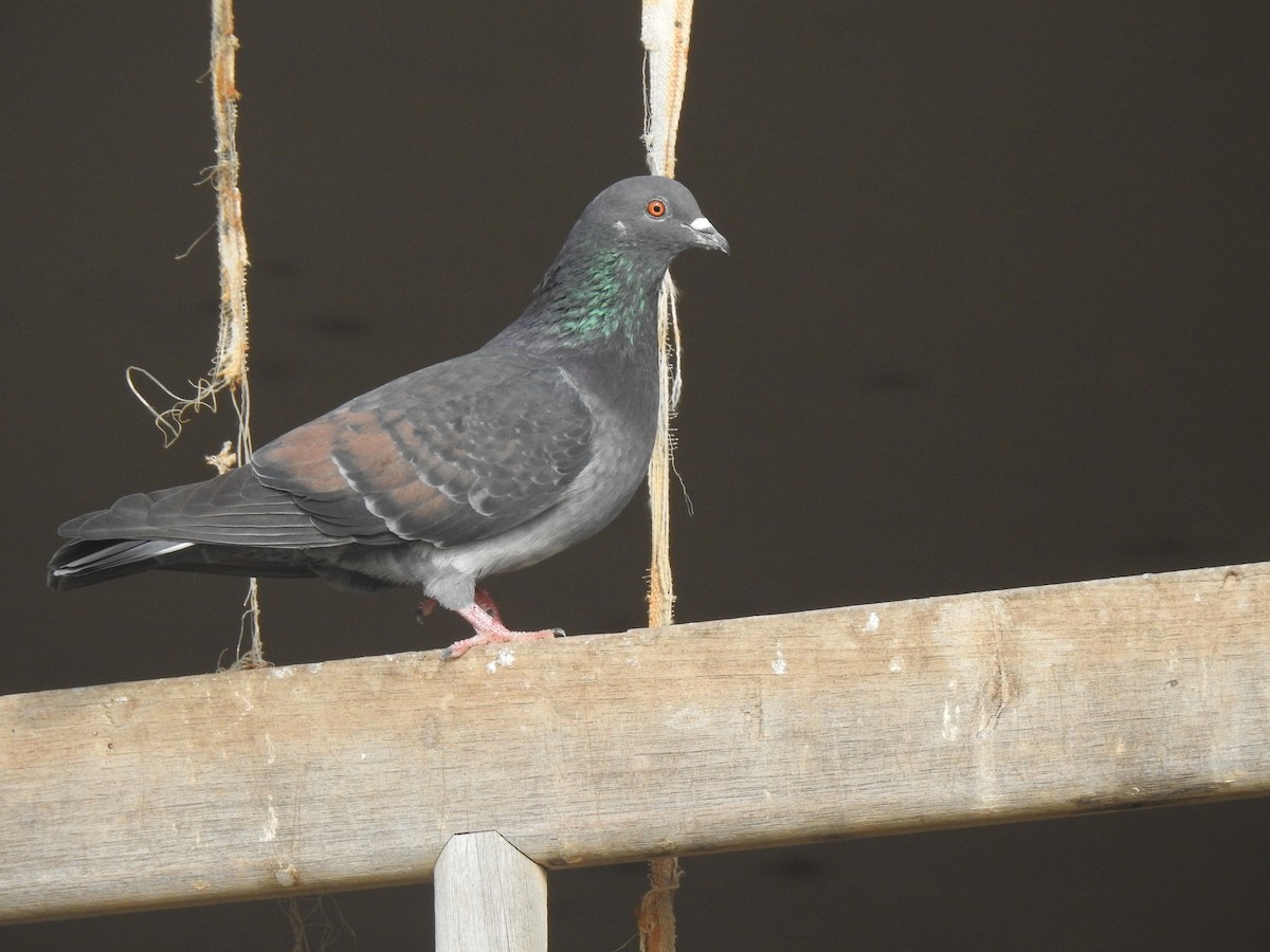 Rock Pigeon (Feral Pigeon) - JESSICA ARRIGORRIA