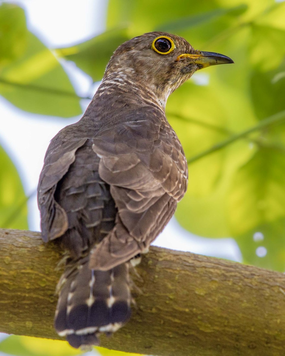 Indian Cuckoo - ML451839301