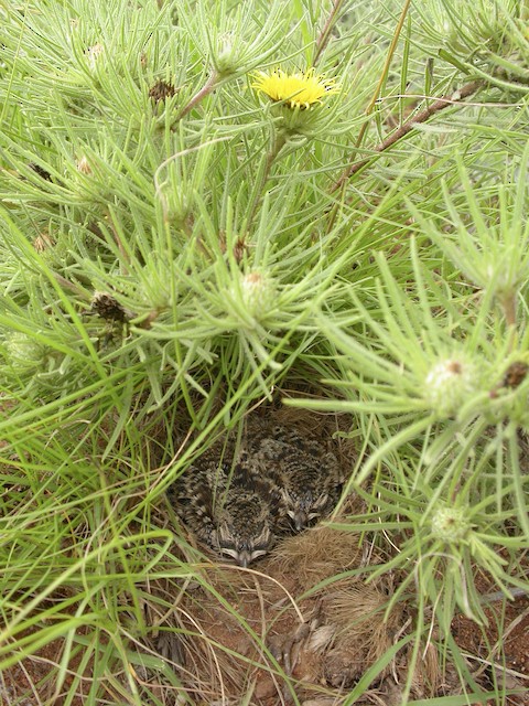 A Short-clawed Lark nest with two 9-day-old nestlings; general view. - Short-clawed Lark - 