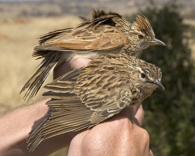 Possible confusion species: Rufous-naped Lark (<em class="SciName notranslate">Mirafra africana</em>). - Short-clawed Lark - 