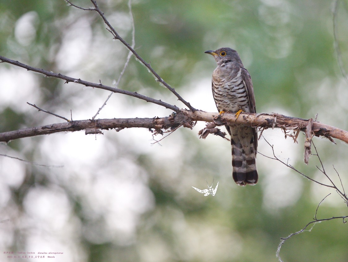Indian Cuckoo - Xueyan Guan
