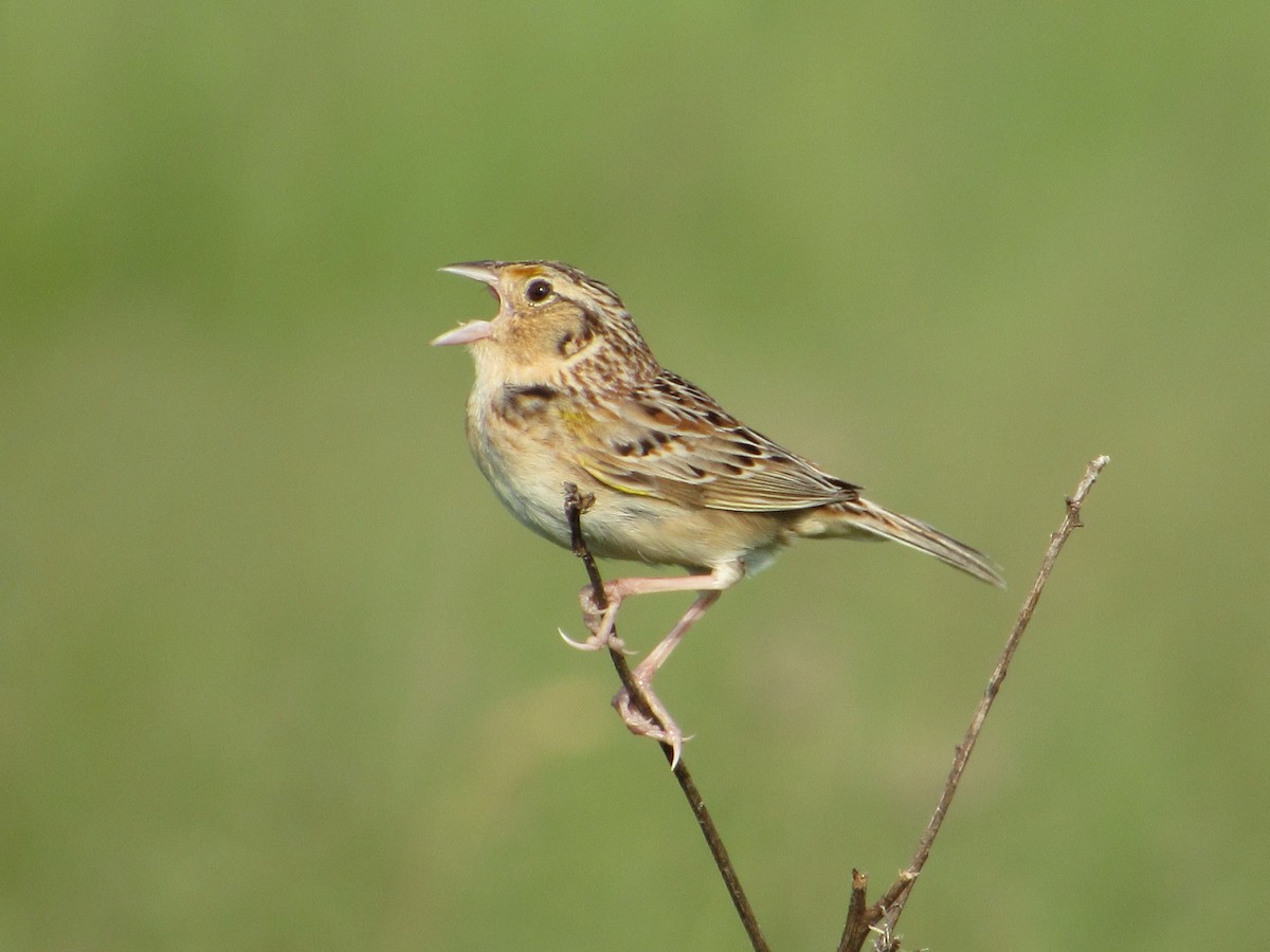 Grasshopper Sparrow - ML451843201