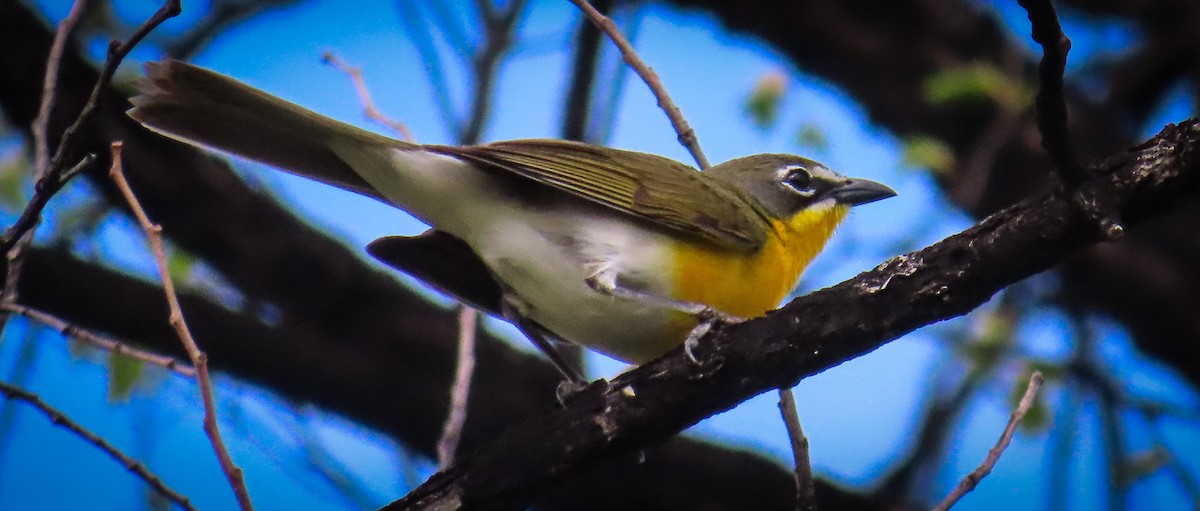 Yellow-breasted Chat - ML451847251