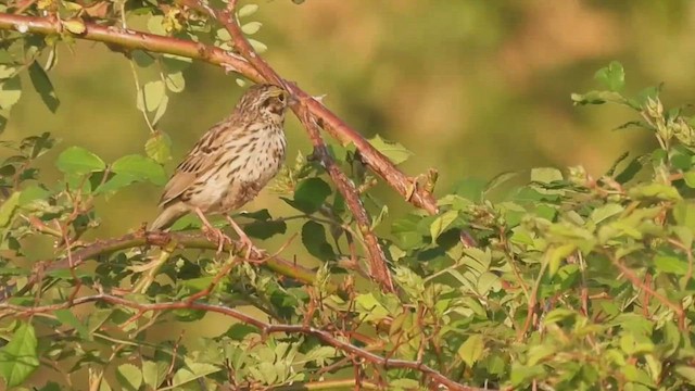 Savannah Sparrow (Savannah) - ML451848311
