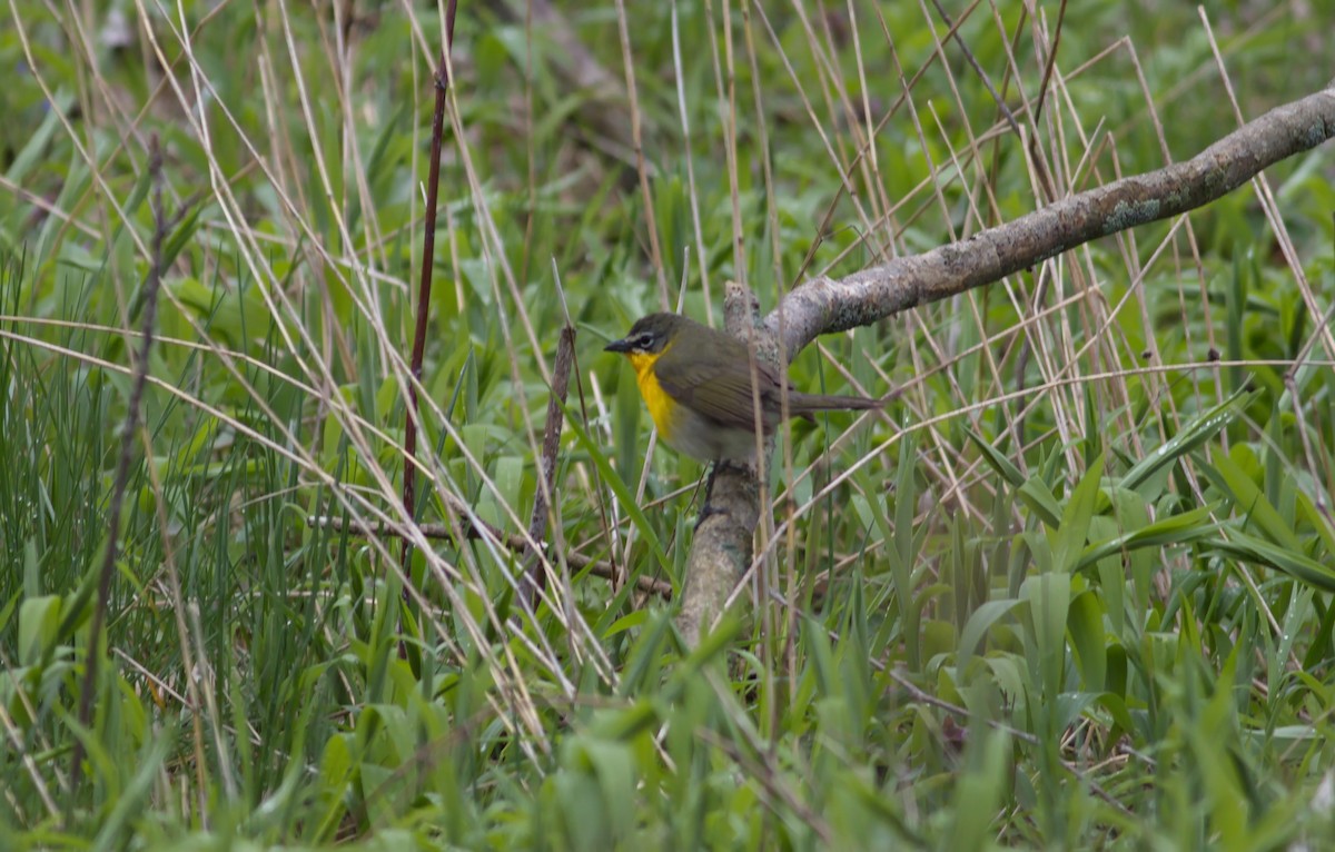 Yellow-breasted Chat - ML451855791