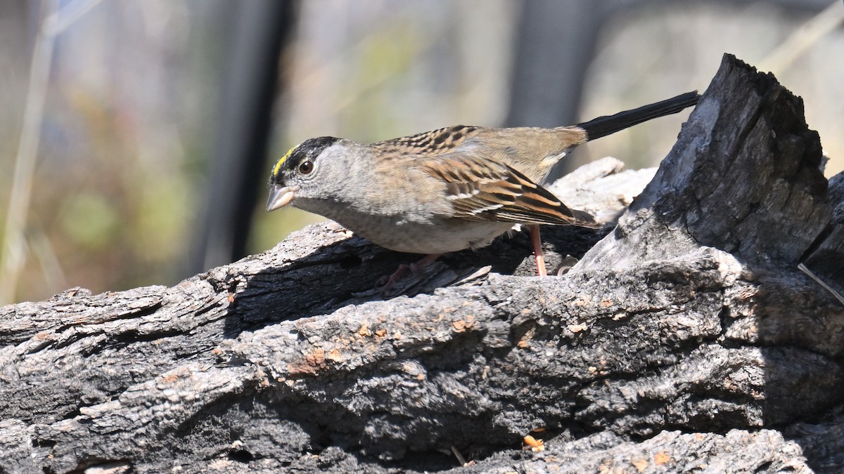 Golden-crowned Sparrow - ML451856421