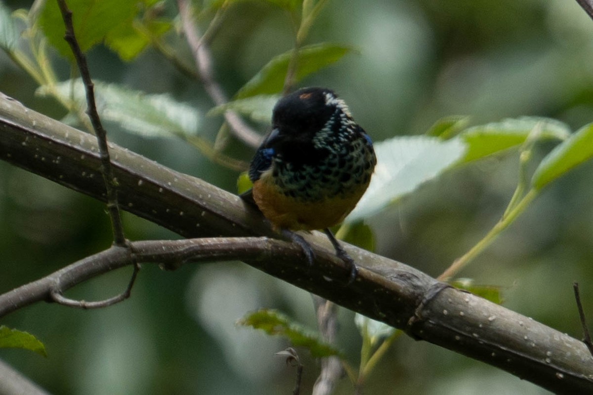 Spangle-cheeked Tanager - ML451857251