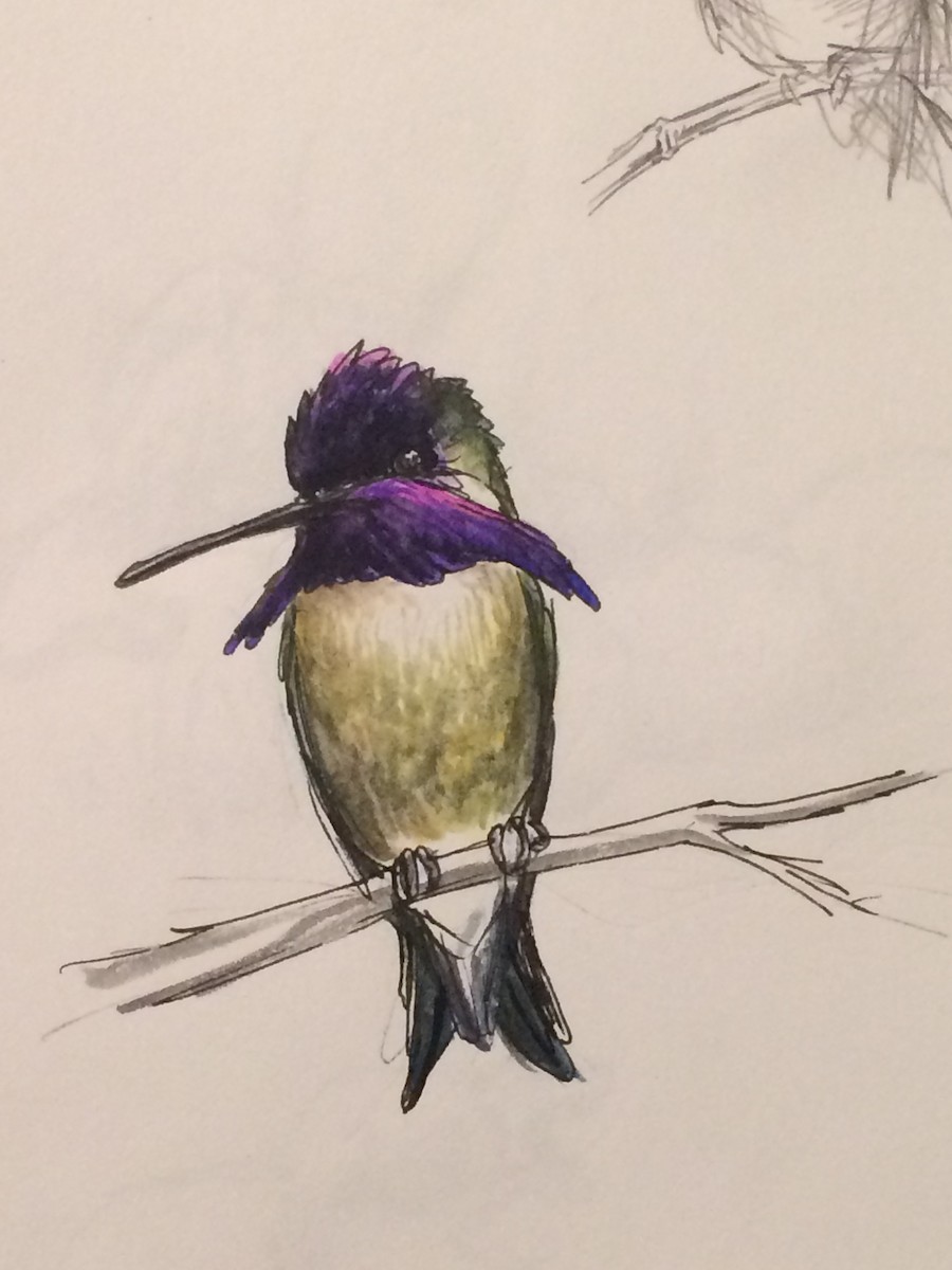Costa's Hummingbird - Gary Bloomfield