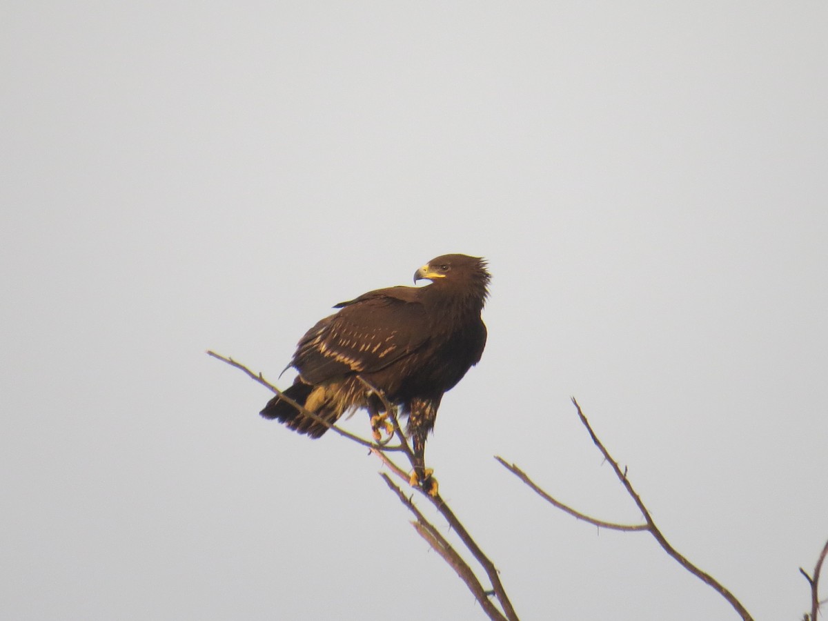 Greater Spotted Eagle - ML45186061