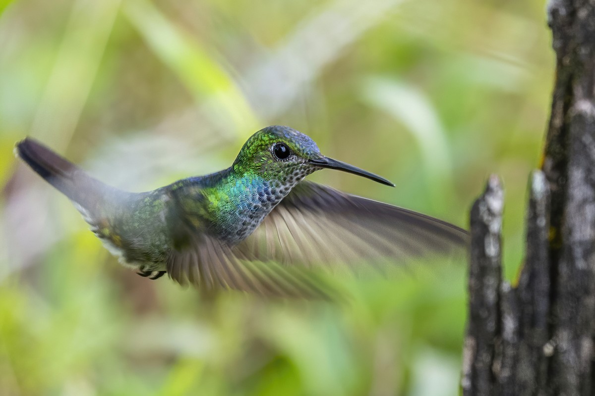 kolibřík modroprsý - ML451864291