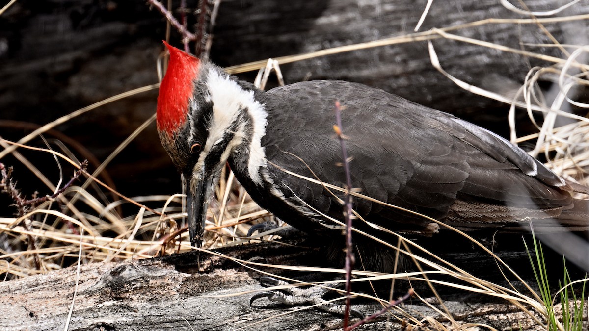 Pileated Woodpecker - John G Woods