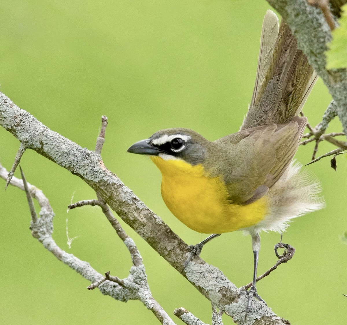 Yellow-breasted Chat - ML451872251