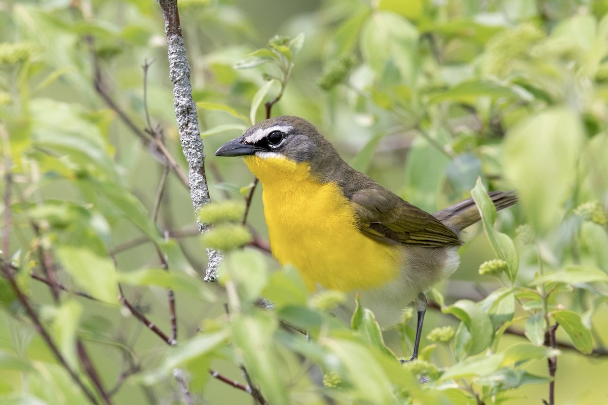 Yellow-breasted Chat - ML451872641