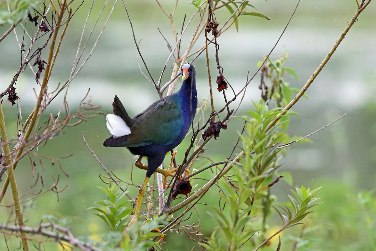 Purple Gallinule - Nigel Voaden