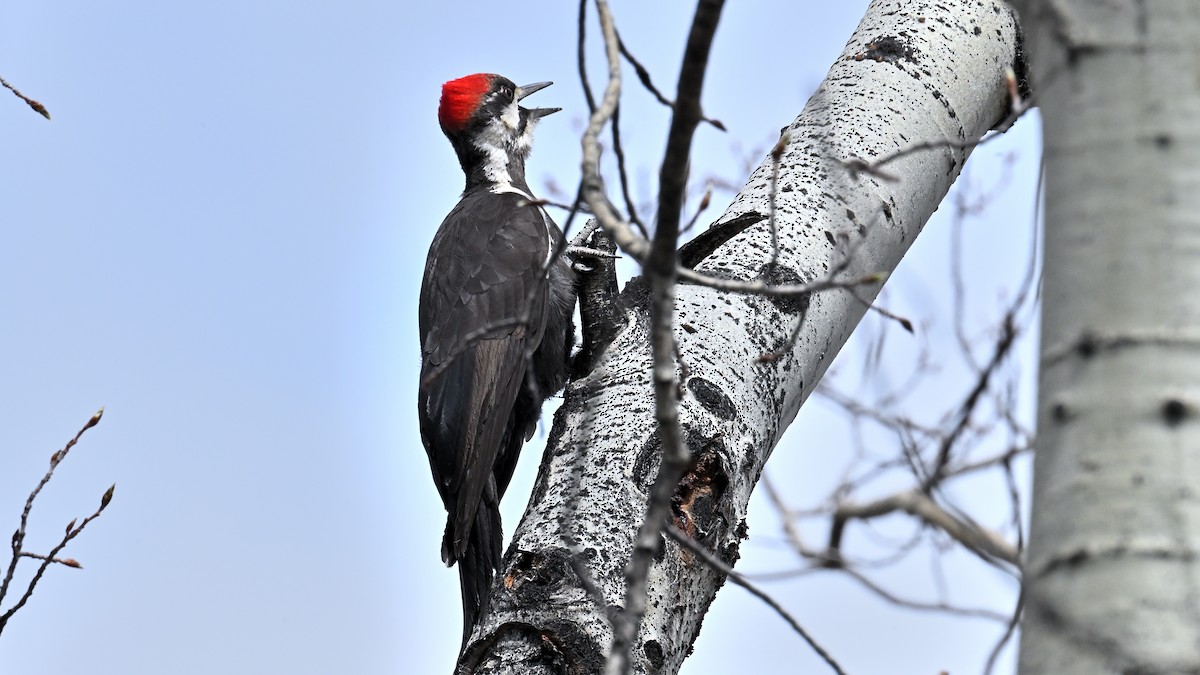 Pileated Woodpecker - ML451880231