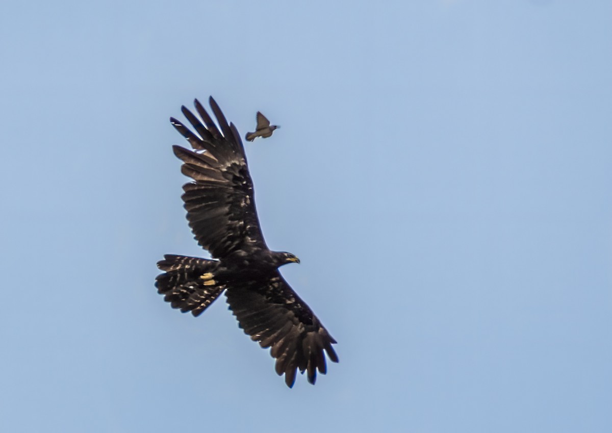 Black Eagle - Vasanthan jayaguru