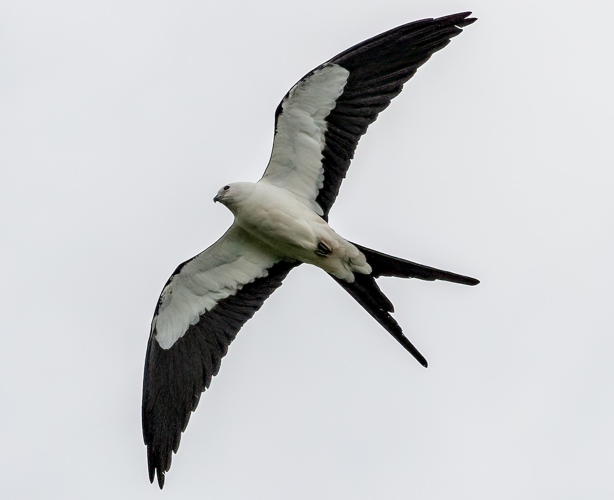 Swallow-tailed Kite - Iris Kilpatrick
