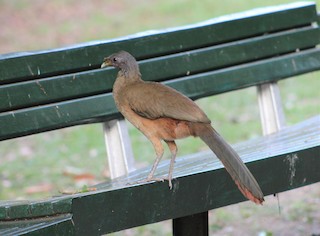 Rufous-vented Chachalaca, ML451883211